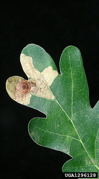 File:Tischeria decidua damage.jpg