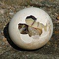 Image 8A Marginated Tortoise hatchling.