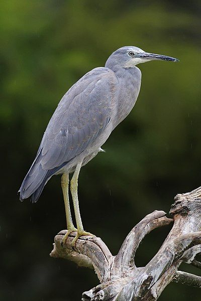 File:White faced heron03.jpg