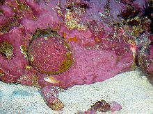 A live individual of Haliotis sorenseni, left of center. The shell and the rock are covered with red coralline algae.