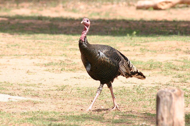 File:Wild Turkey Walking.jpg