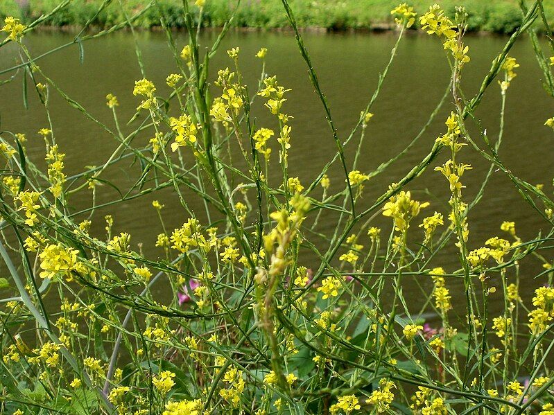 File:20120704Brassica nigra1.jpg