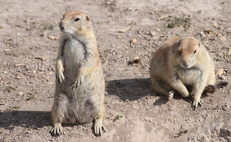 File:2PrairieDogs.jpg