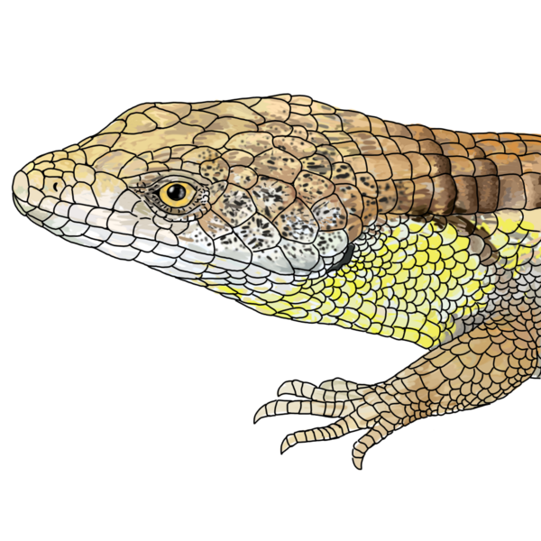 File:ABRONIA MORENICA DRAW.png