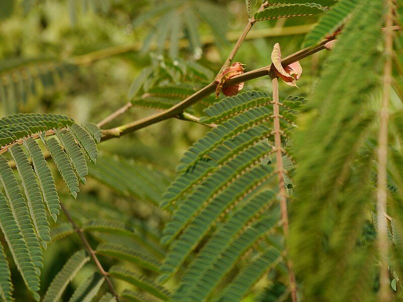 File:Albizia chinensis leaves-1.jpg