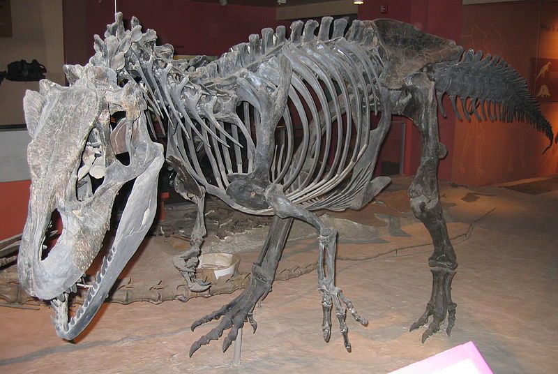 File:Allosaurus fragilis USNM4734.jpg