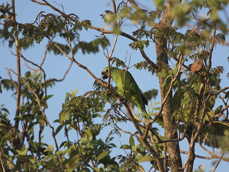 File:Amazona aestiva Pantanal.jpg