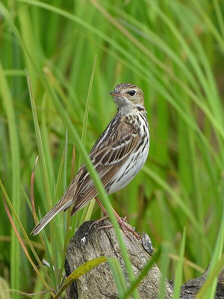 File:Anthus gustavi 214075656.jpg