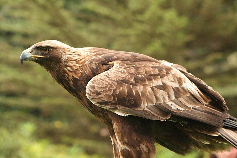 File:Aquila chrysaetos Flickr.jpg