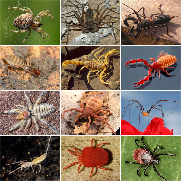 File:Arachnida collage.png