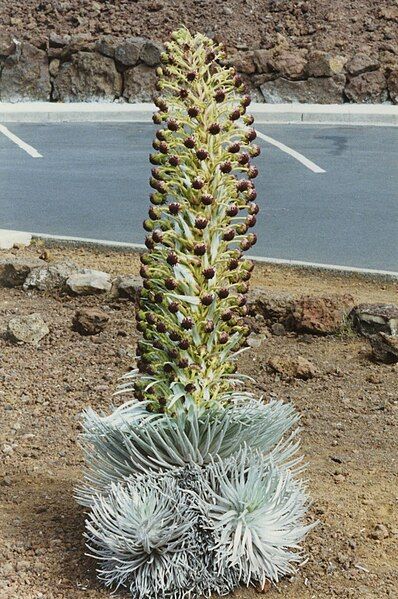 File:Argyroxiphium sandwicense Haleakala.jpg