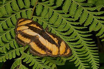 Dorsal view (female)