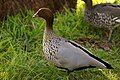 A Male Australian Wood Duck