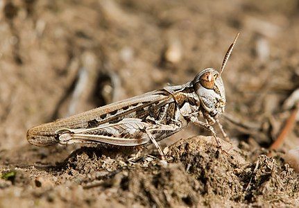 Austroicetes frater, by JJ Harrison