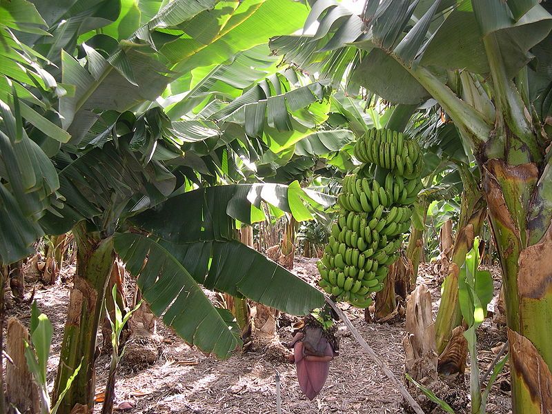 File:Banana plantation.jpg