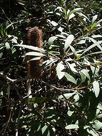 greyish flower spike in foliage