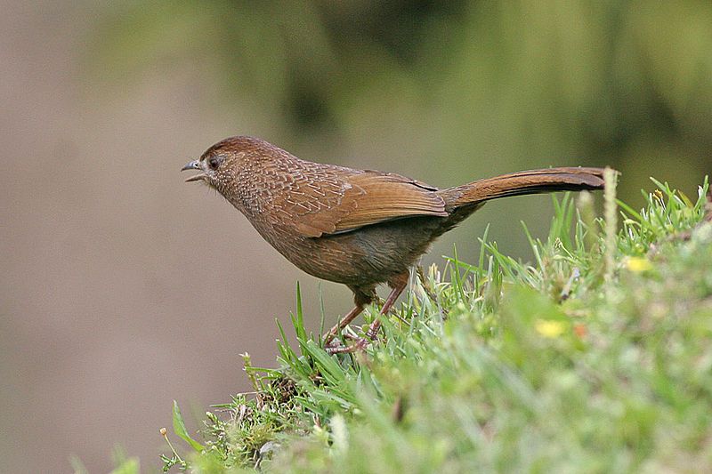 File:Bhutan Laughingthrush.jpg