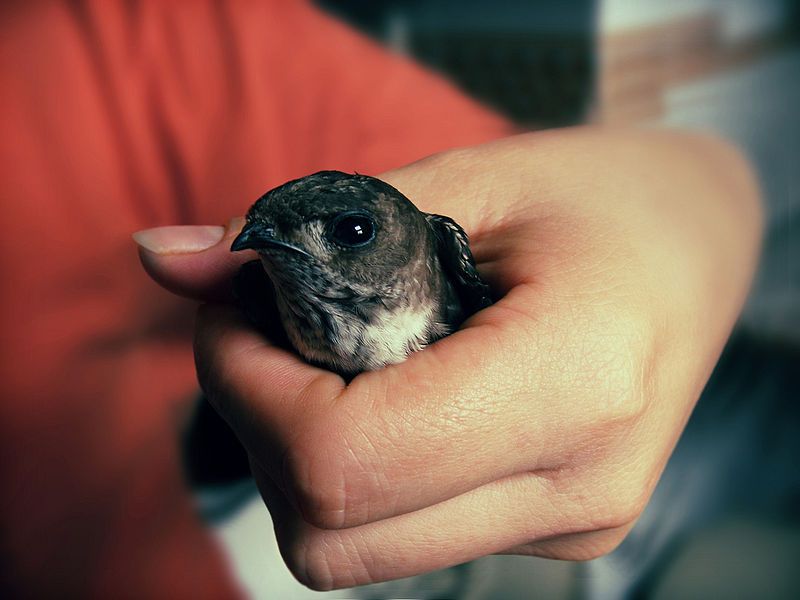 File:BirdInHand.jpg