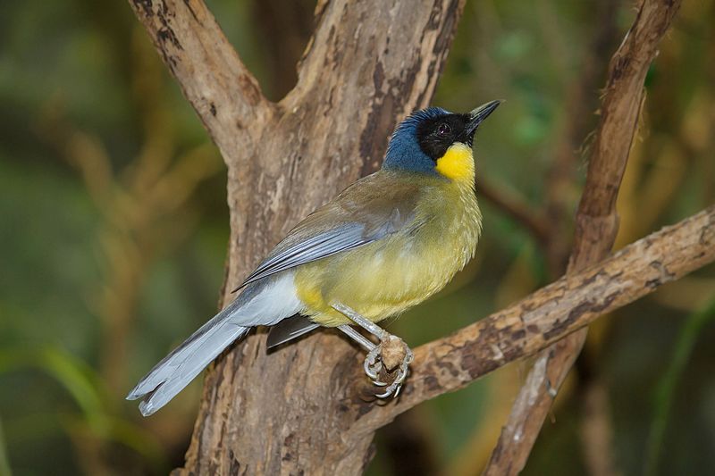 File:Blue-crowned Laughingthrush 10.jpg