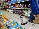 A bodega cat in Greenpoint, Brooklyn