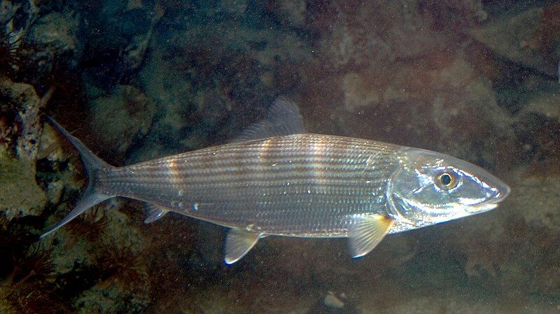 File:Bonefish Albula vulpes.jpg