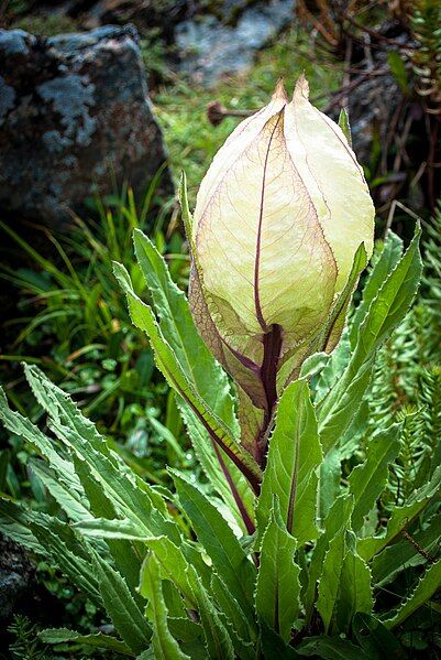 File:Brahma Kamal.jpg