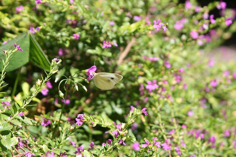 File:Butterfly taormina.JPG