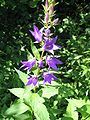 Giant bellflower.