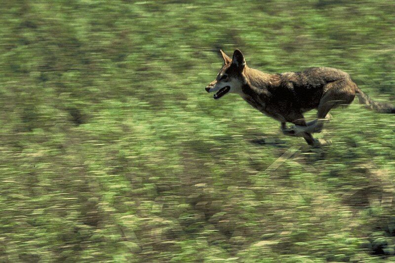 File:Canis rufus running.jpg