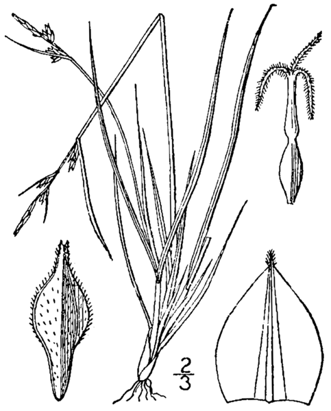 File:Carex novae-angliae BB-1913.png