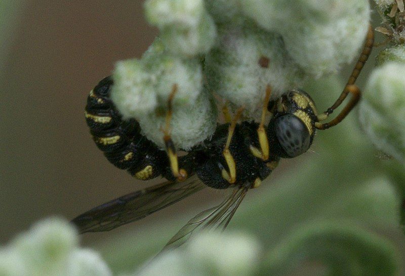 File:Cerceris kennicottii 57772241.jpg