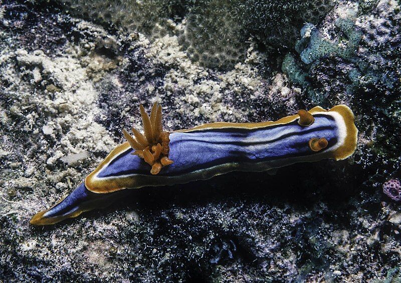 File:Chromodoris hamiltoni-1.jpg