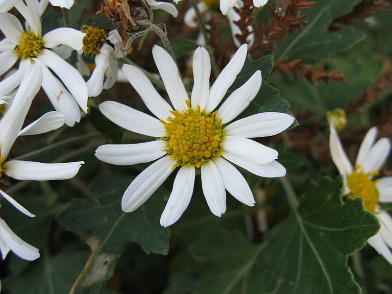 File:Chrysanthemum japonense2.jpg