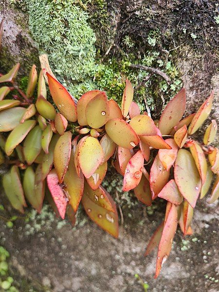 File:Codonanthopsis crassifolia 248844604.jpg