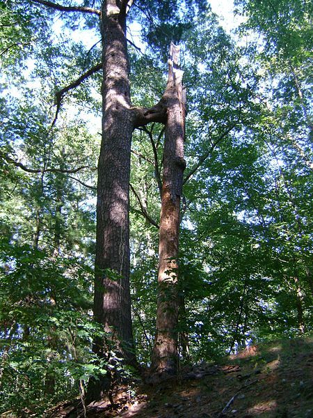 File:Conjtree.jpg