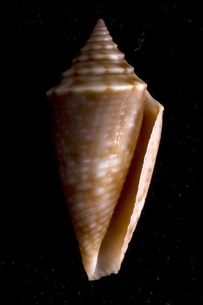 File:Conus jaspideus stearnsi2.jpg