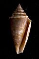 Apertural view of a shell of Conasprella stearnsii