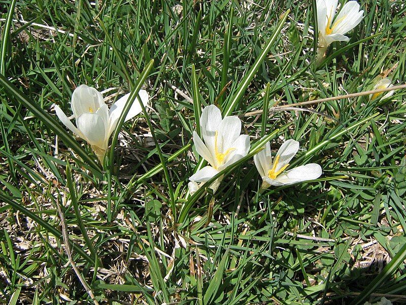 File:Crocus vernus.JPG