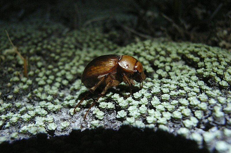 File:Cromwell chafer beetle.jpg