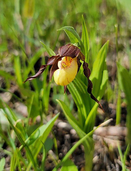 File:Cypripedium × andrewsii.jpg