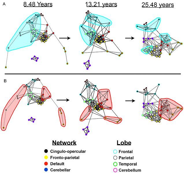 File:Default-network-graph-maturation.jpeg