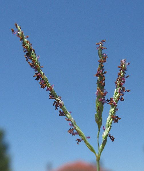 File:Digitaria didactyla.jpg