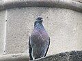 Feral pigeon