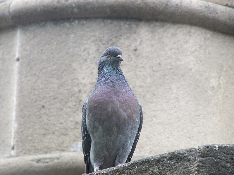 File:Dove pose 2.JPG