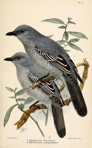 File:EdoliisomaKeulemans.jpg