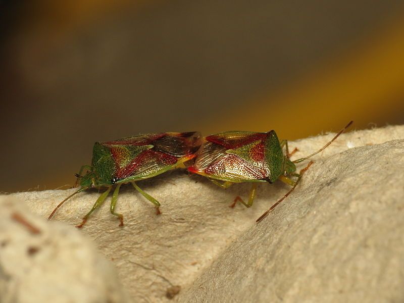 File:Elasmostethus interstinctus (14072043110).jpg