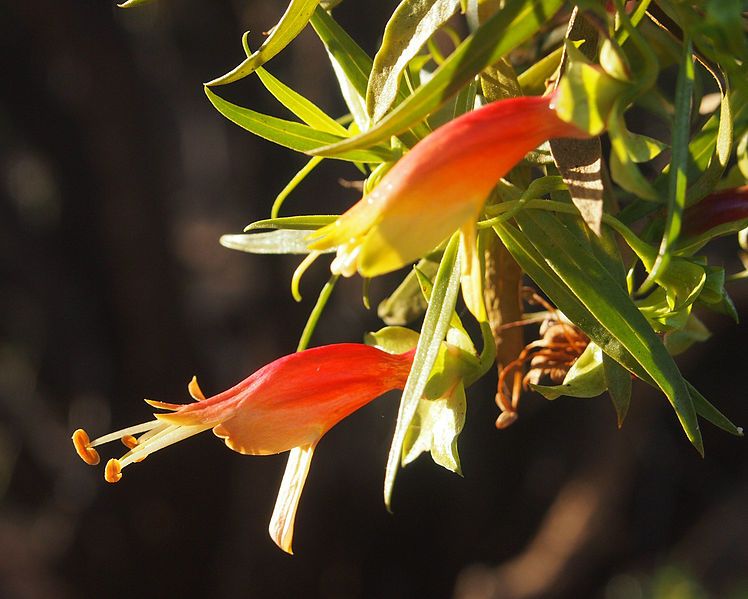 File:Eremophila duttonii flowers.jpg