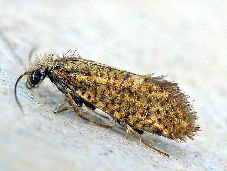 File:Eriocrania semipurpurella01.jpg