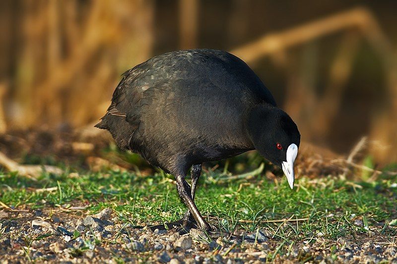 Eurasian Coot