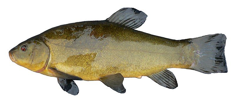 File:FemaleTench1.JPG